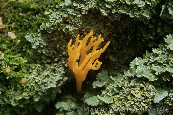 Kleverig koraalzwammetje - Calocera viscosa